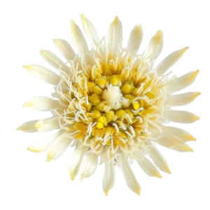 product sceletium